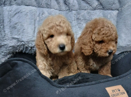 Poodle  puppies looking for there new home