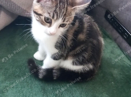 Male kitten avaliable