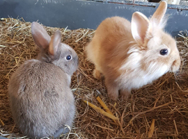 Netherland dwarf cross mini rex rabbits