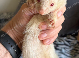 Very small 12 month old albino jill