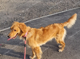 Bonded pair looking for a new home