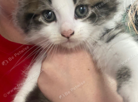 5 beautiful kittens