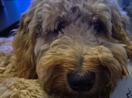 Apricot Male Cockapoo