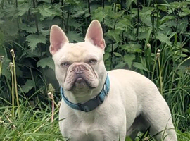 Beautiful Frenchie
