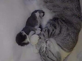 Female kitten