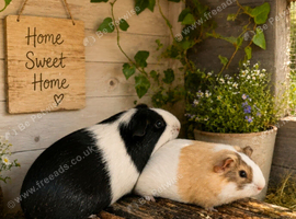 2 Male Guinea Pigs