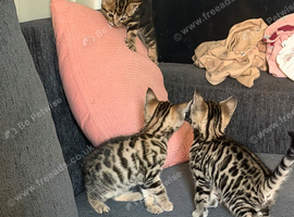 Bengal kittens mum & dad owned by us