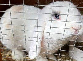 Handsome mini lop buck