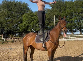15.2h 12yr old allrounder