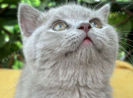 Olny 2 boys left Ready 4 new homes tomorrow british shorthair