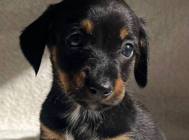 Dachshund Puppies