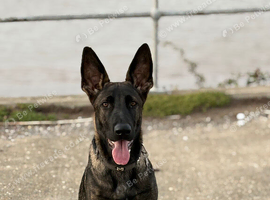 Lovely 6 month old female for sale