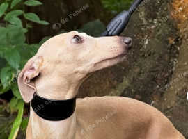 Romeo italian greyhound Russian Import for stud