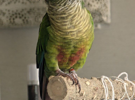 Looking to re-home because of health