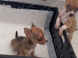 Chihuahua