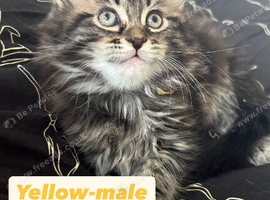 Mainecoon kittens