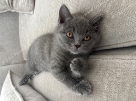 Grey british short hair kitten