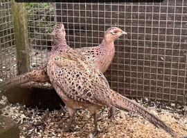 Pheasent female