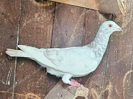 Racing Pigeons