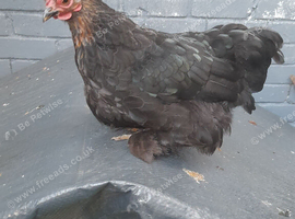 1 bantam chicken