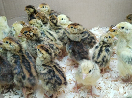 Baby Japanese quail