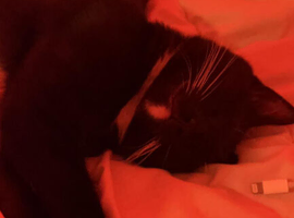 here i have my female cat