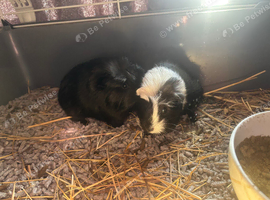 Guinea pigs