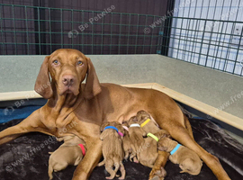 Hungarian Wirehaired Vizsla Puppies