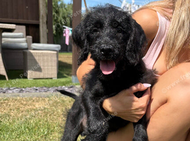 Fully Health Tested F1 Labradoodle Puppies