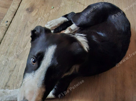 Border Collie puppy for sale