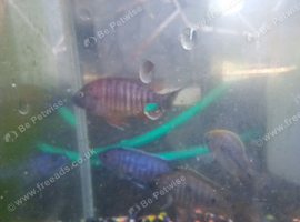 4 Malawi cichlids