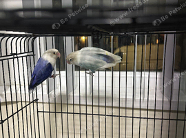 Hi for sale my fisher love birds pair blue and white and sky blue very active and healthy