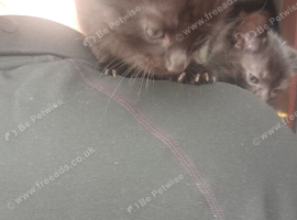 4 kittens