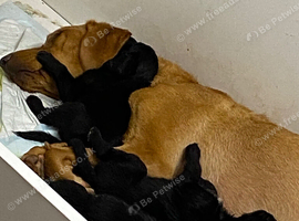 Beautiful F1 Labradoodle Puppies for Sale