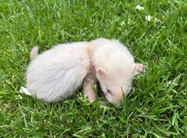 Ferret kits