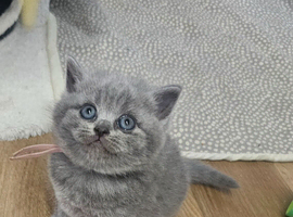 British shorthair kittens