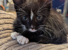 Last little girl Left black with white patches.