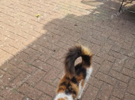 Calico young  cat