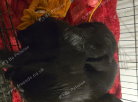 Cocker  spaniel  pups