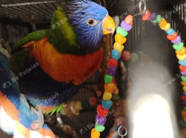 Rainbow lorikeet
