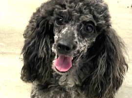 Toy poodle at stud. Blue Merle.