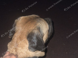 Cane corso puppies