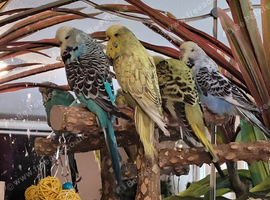 budgies
