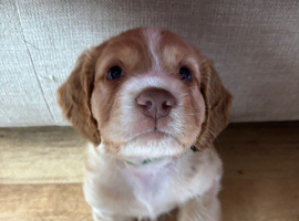 Cocker spaniel puppy