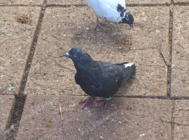 Lovely Pigeon