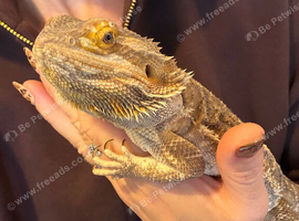 Bearded dragon