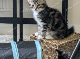 Tabby kittens for sale in lingfield