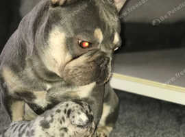 Lilac and tan French bulldog stud