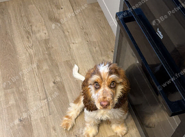 Gorgeous male pedigree cocker spaniel puppy