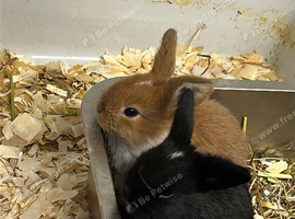 Young mini lops ready to reserve